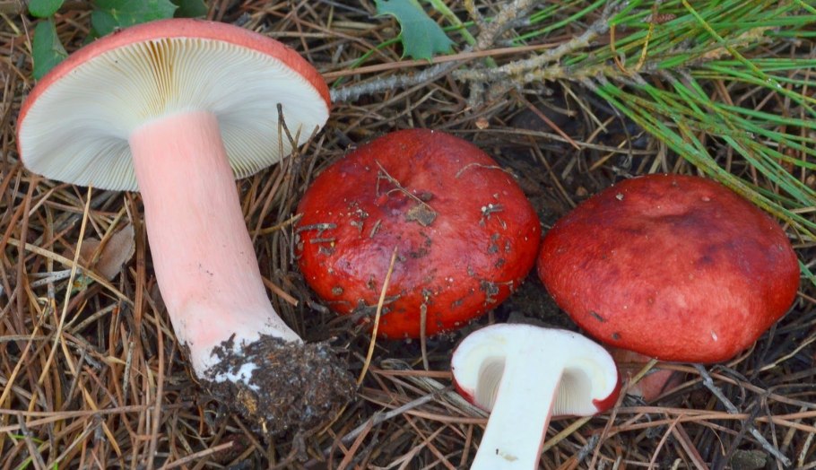 Сыроежка кроваво-красная (Russula sanguinea)