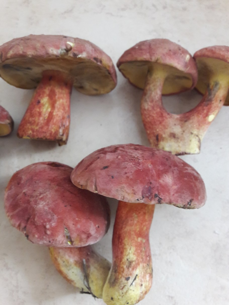Боровик двухцветный Boletus bicolor