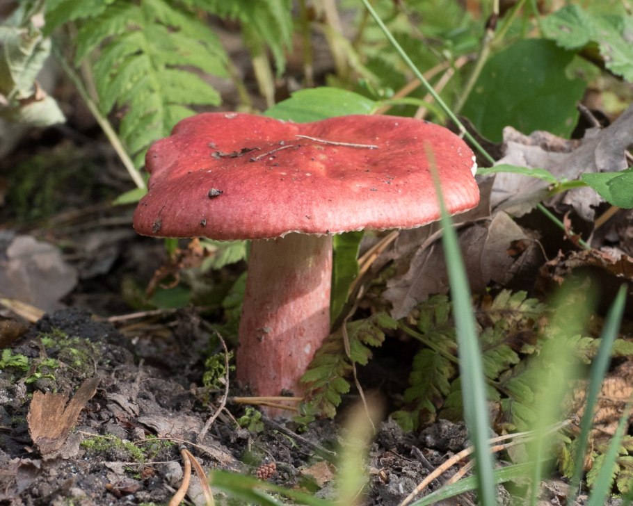 Сыроежка розовая Russula rosea