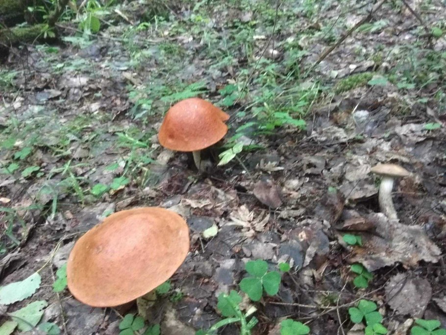 Съедобные грибы растущие под березами и осинами