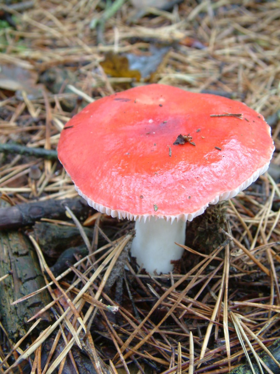 Сыроежка Болотная Russula paludosa