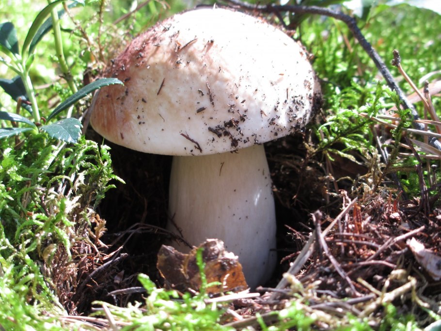 Белый гриб под березой