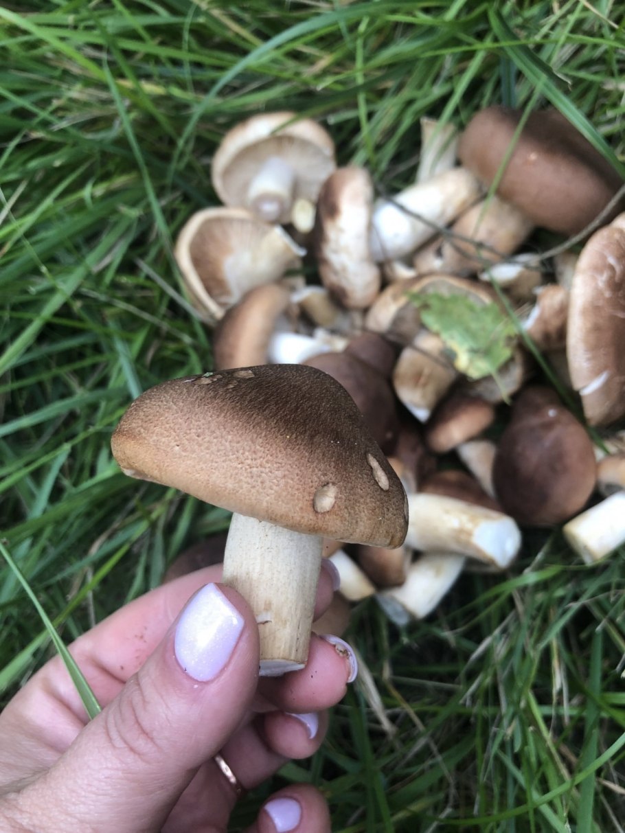 Рядовка Чешуйчатая Tricholoma imbricatum