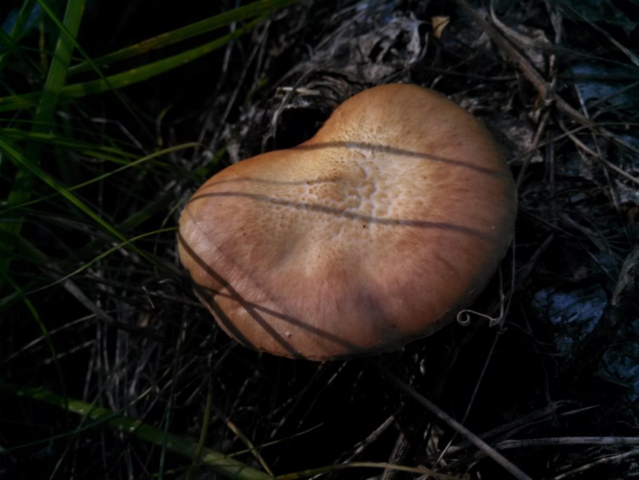 Грибы Новосибирской области