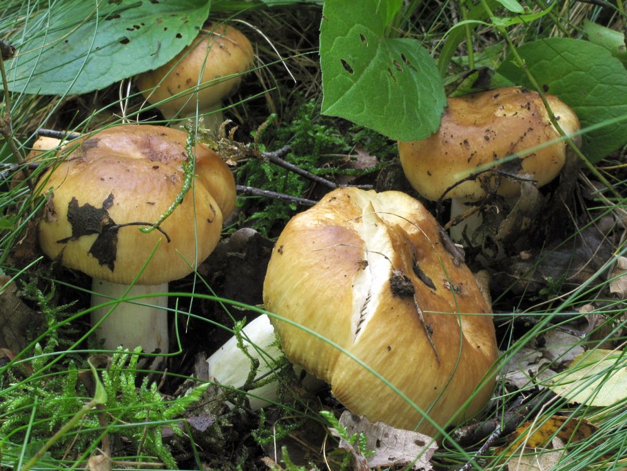 Валуй (гриб подтопольник