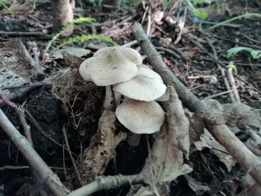 Грибы растущие на осине