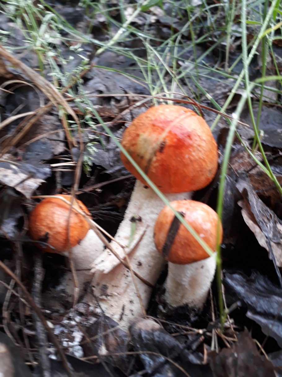 Грибы в июне