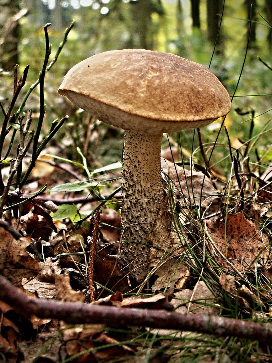 Грибы под березой