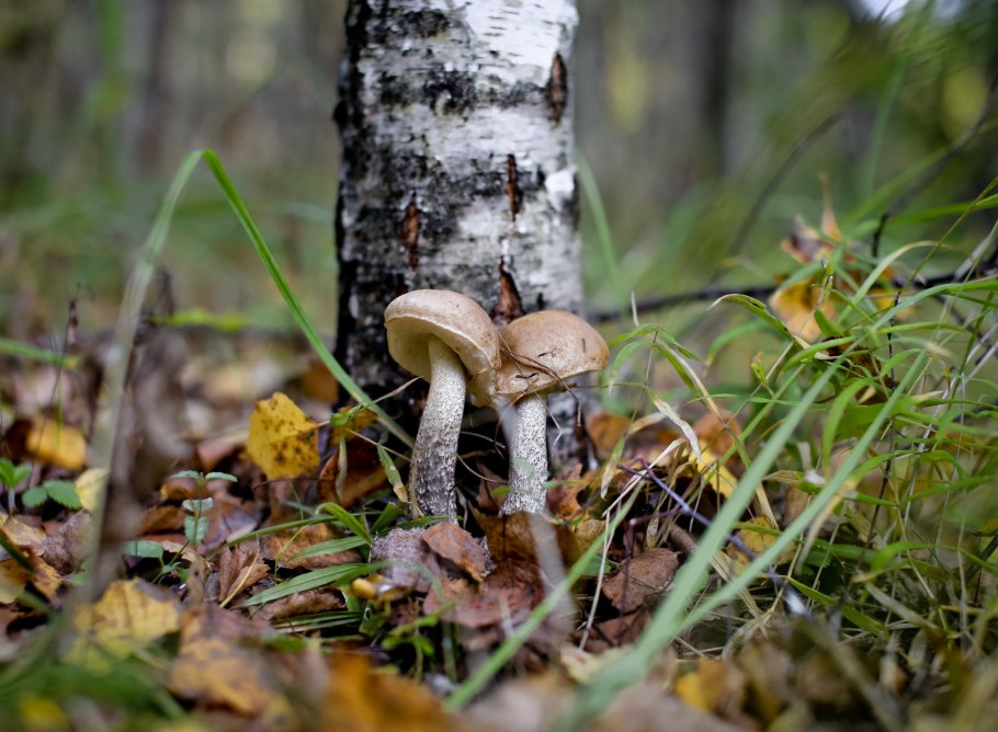 Осенний гриб подберезовик