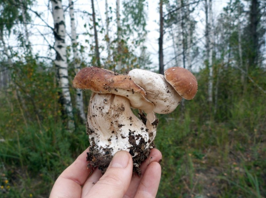 Грибы в руке березовых