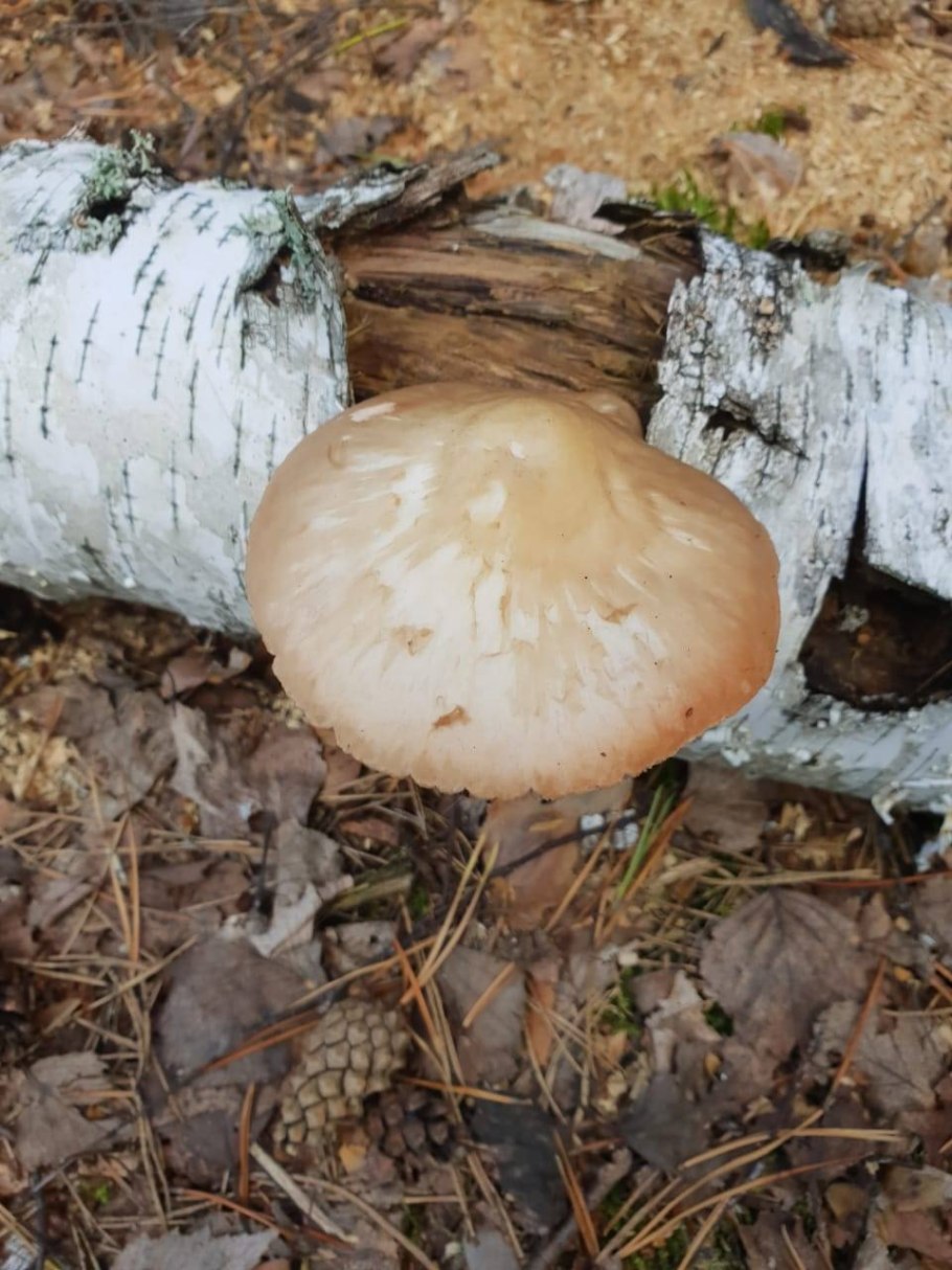 Грибы на трухлявых деревьях