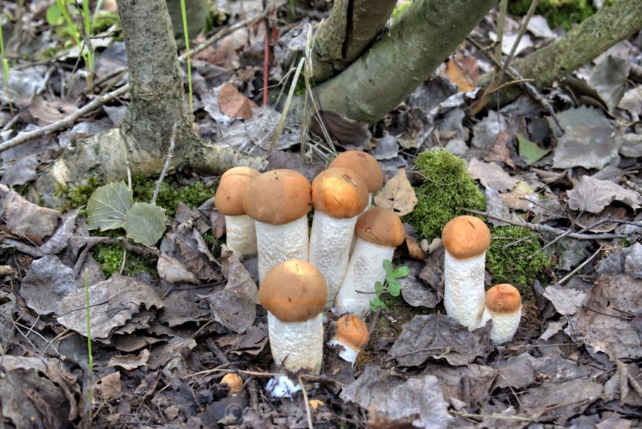 Грибы во Владимирской области 2020