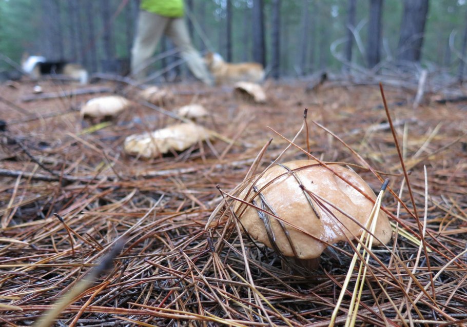 Съедобные грибы в Сосновом Бору
