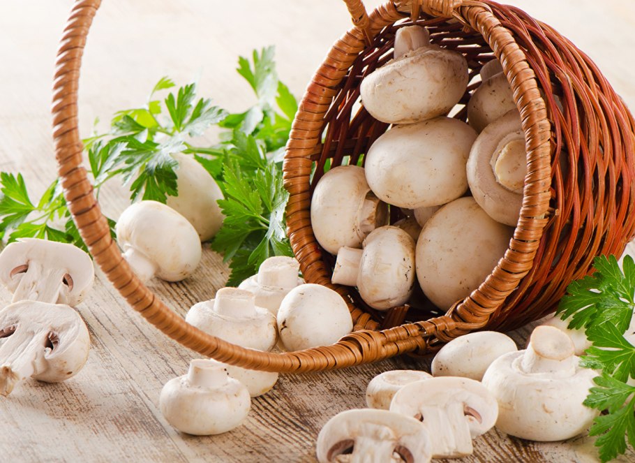 Грибница шампиньонов