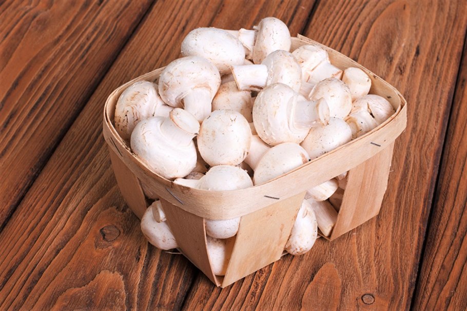 Гриб Mushroom Машрум