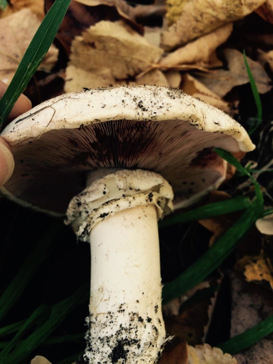 Грибница шампиньонов