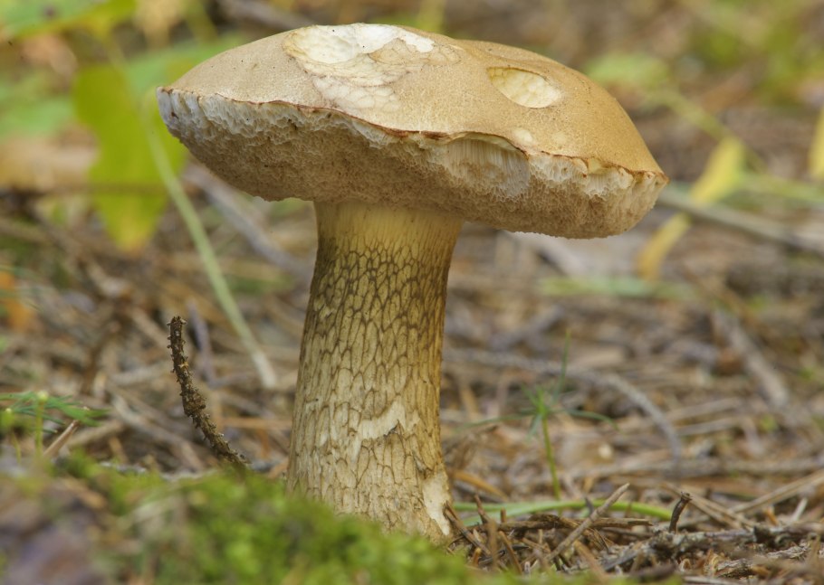 Tylopilus felleus