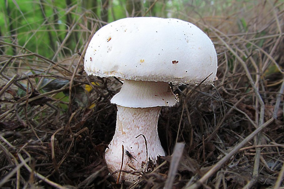 Шампиньон обыкновенный (Agaricus Campestris)