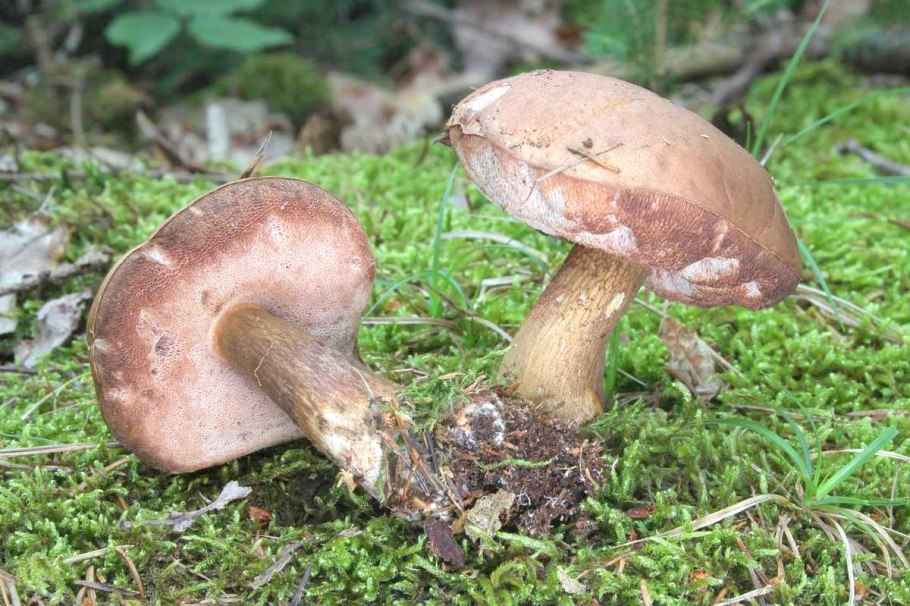 Гриб подберезовик ложный