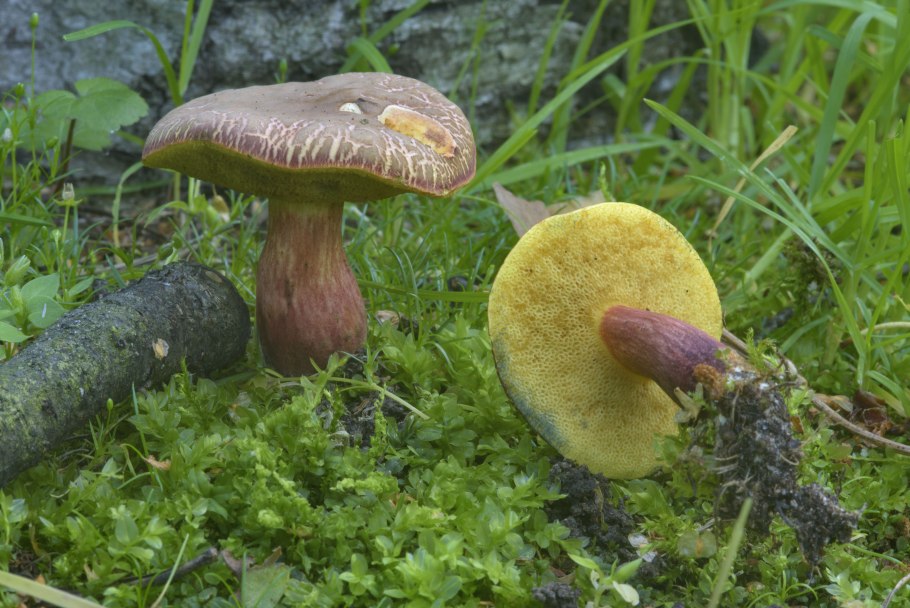 Tylopilus felleus – желчный гриб