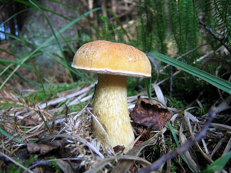 Tylopilus felleus – желчный гриб