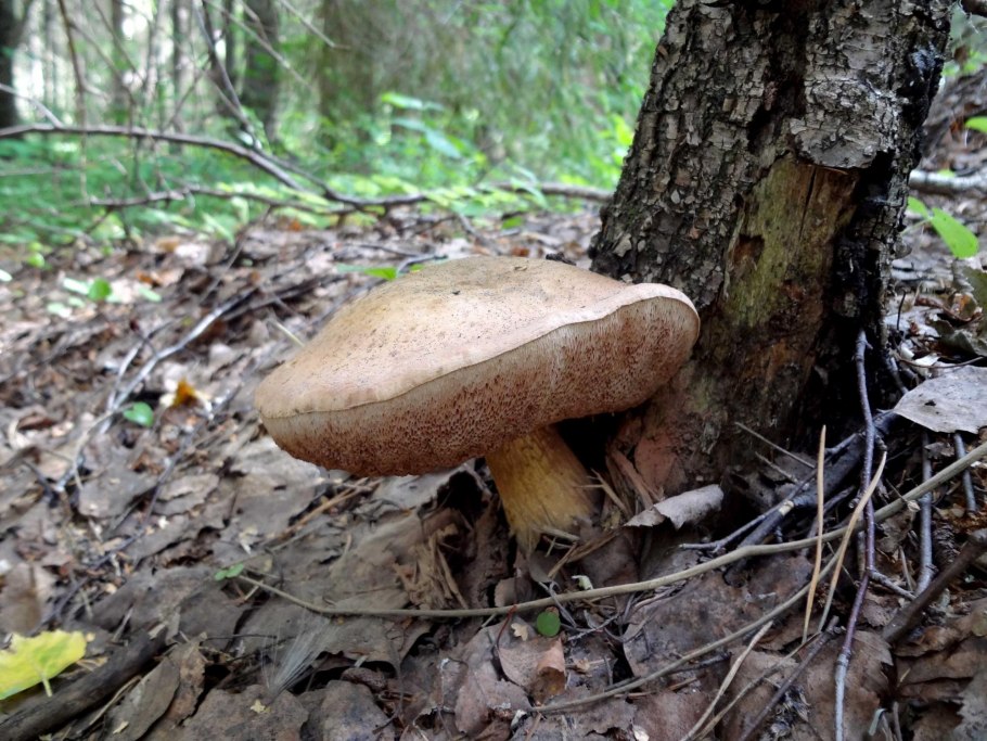 Tylopilus felleus – желчный гриб