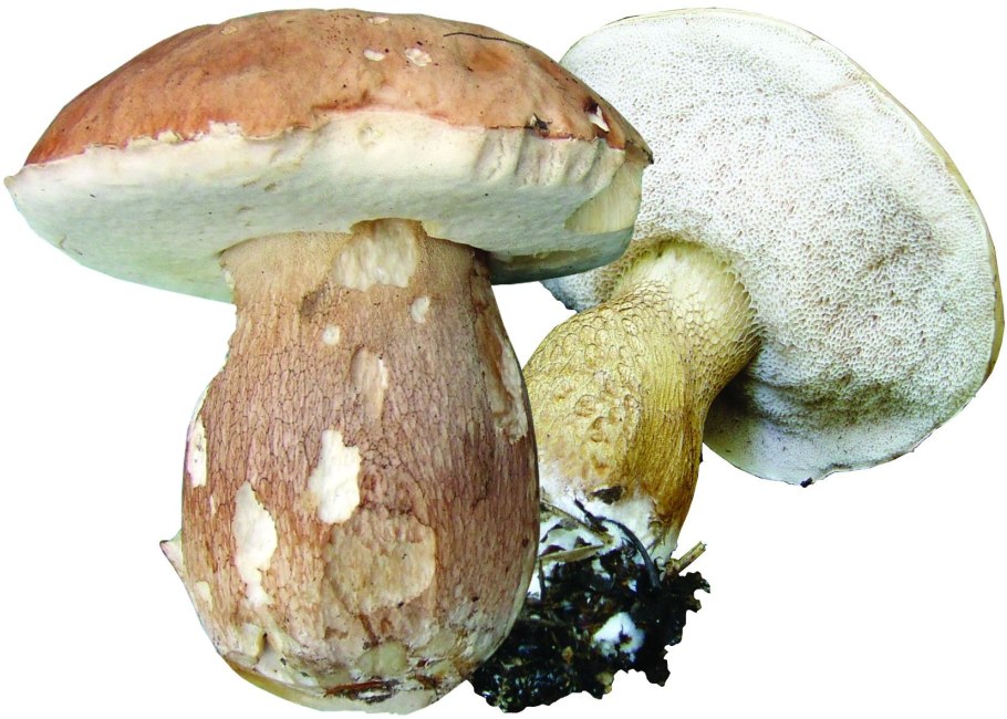 Желчный гриб горчак