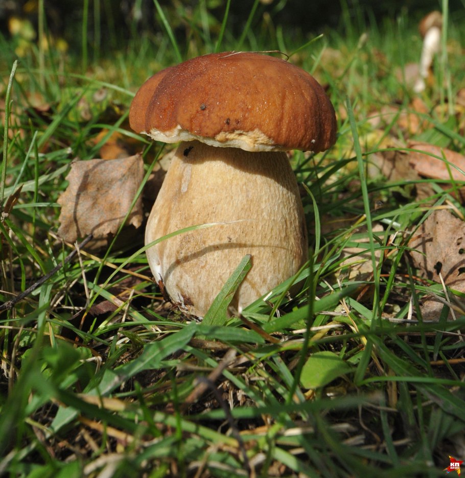 Вячеслав грибов ЕГЭ