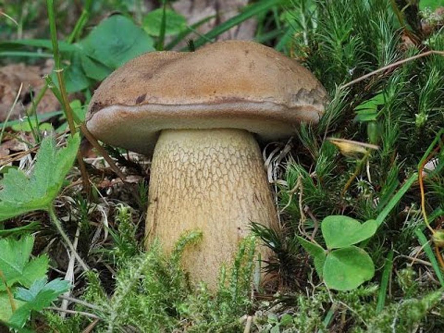 Tylopilus felleus