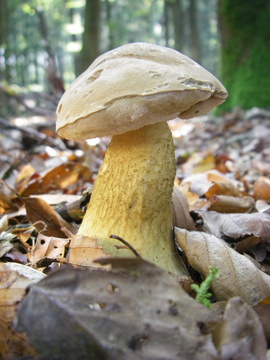 Tylopilus felleus – желчный гриб