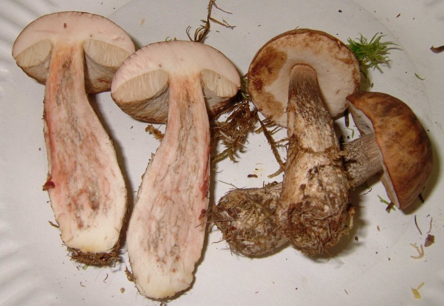Tylopilus felleus – желчный гриб
