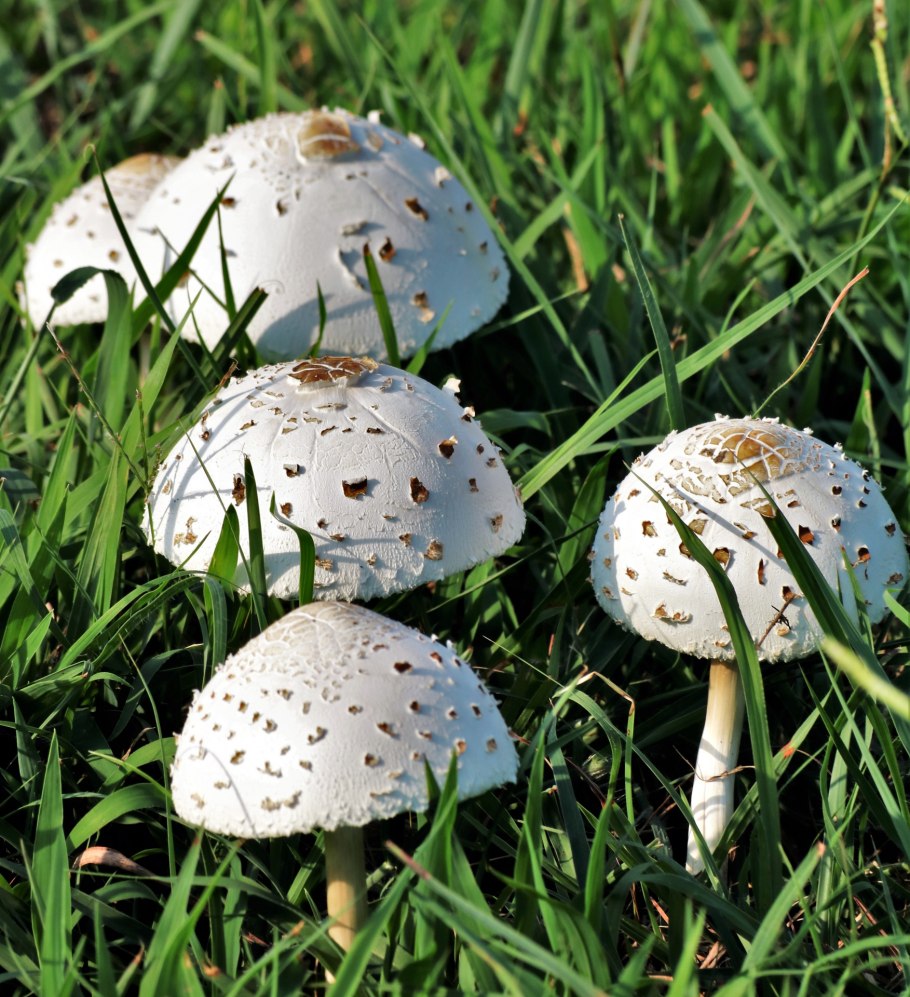 Мухомор белый (Amanita Verna)