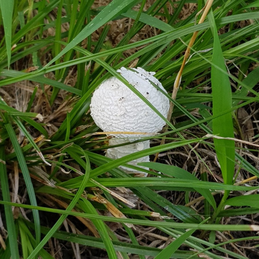 Мухомор и белый гриб