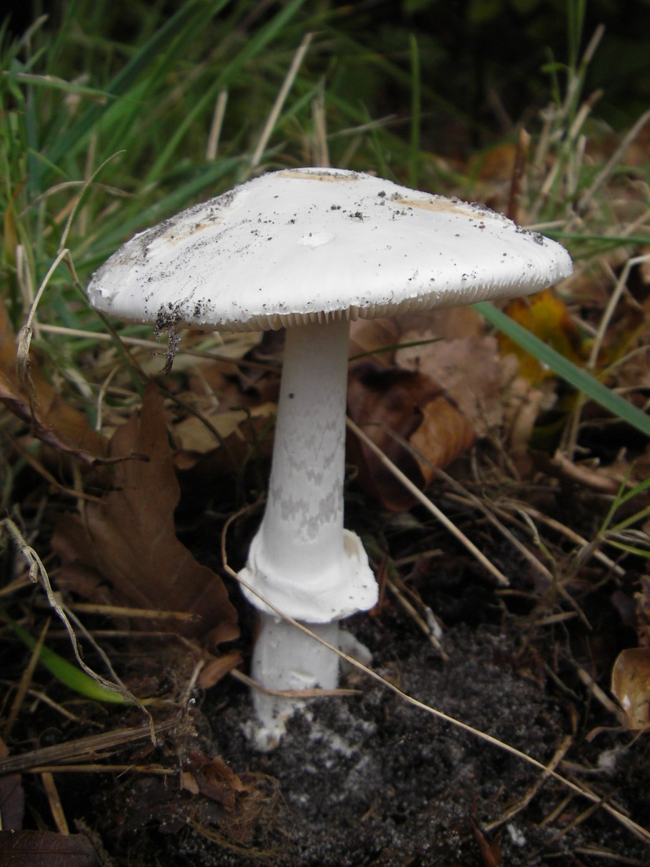 Мухомор шишковидный (Amanita strobiliformis)