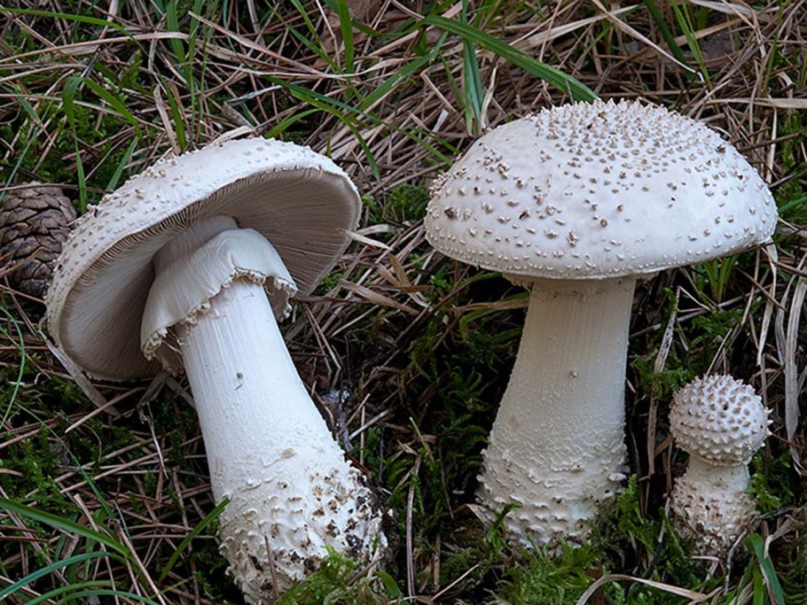 Поганка гриб