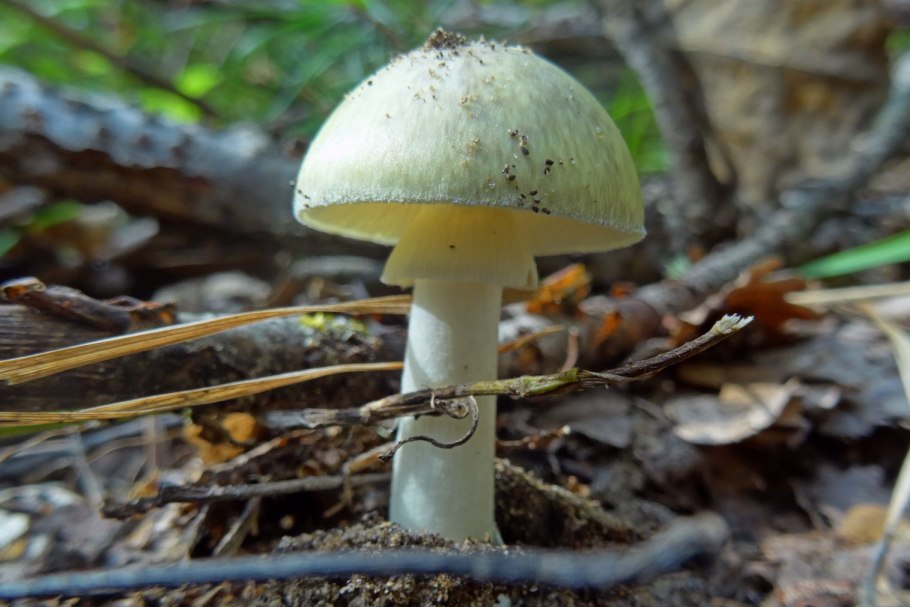 Белый мухомор осенний