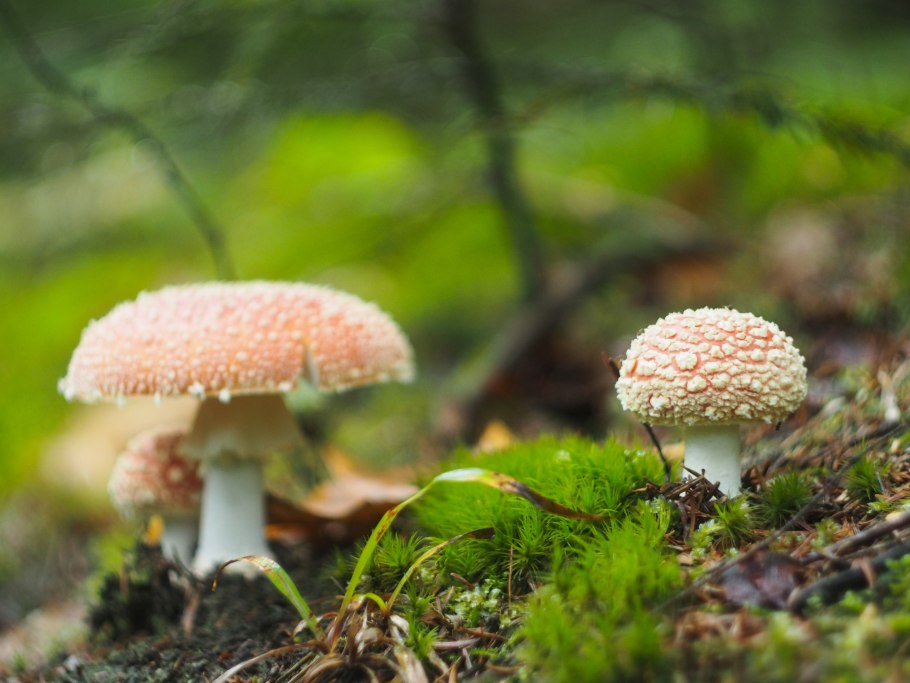 Мухомор яйцевидный