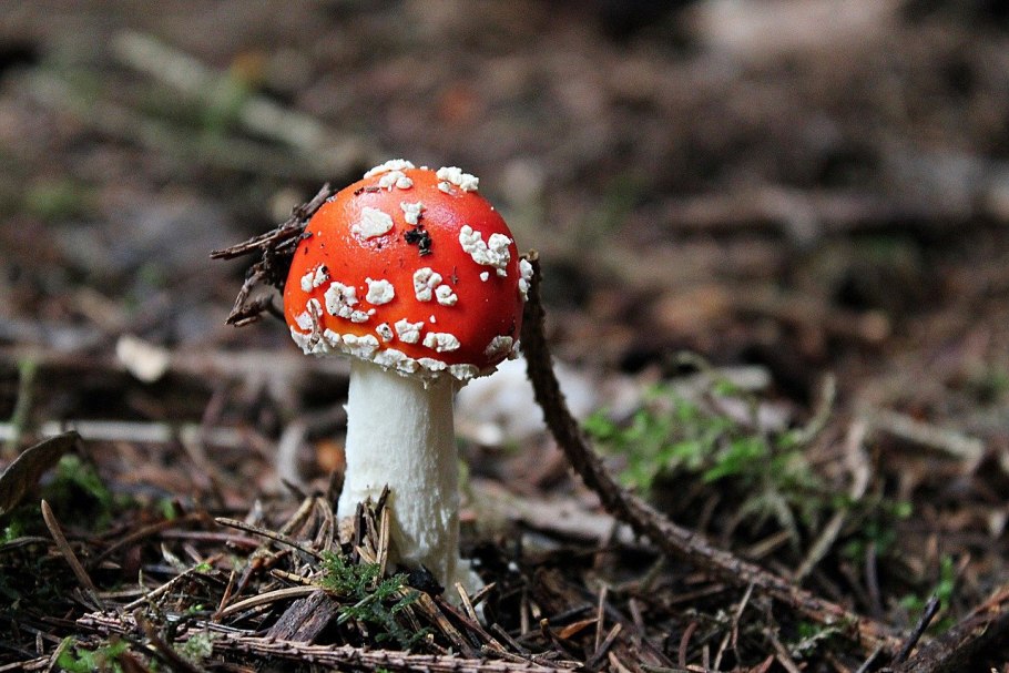 Грибы поганки мухоморы