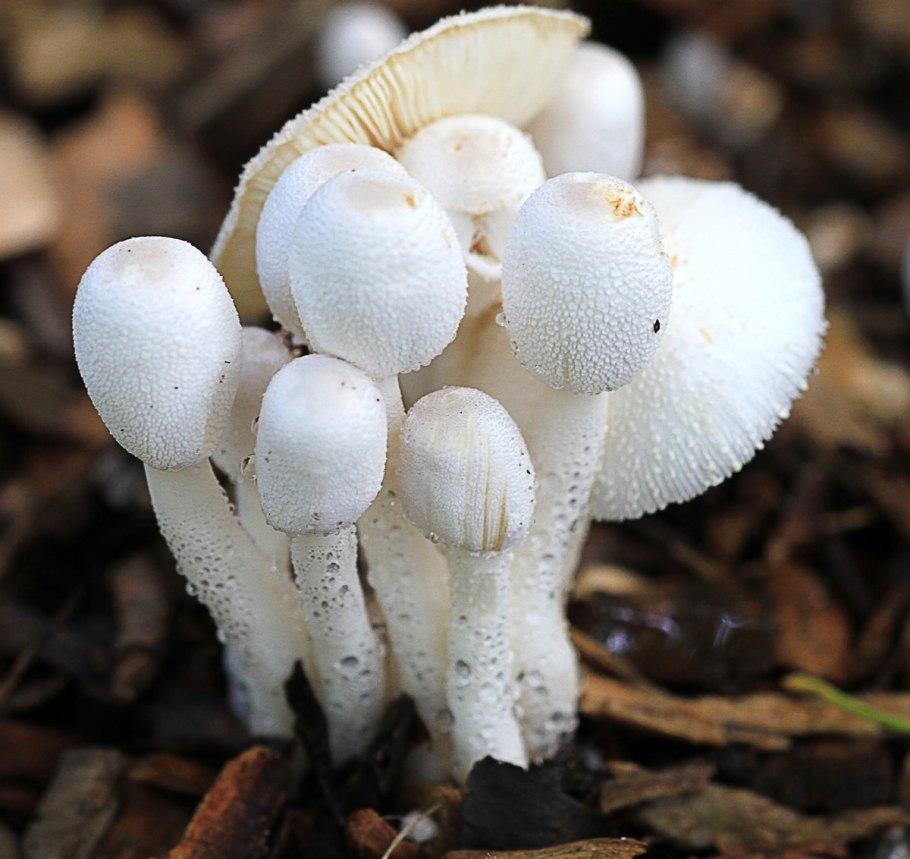 Мухомор вонючий - Amanita virosa