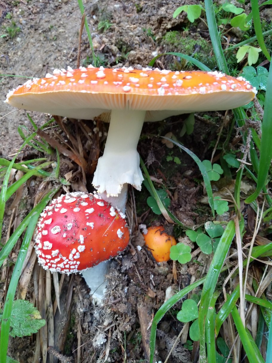 Белый мухомор