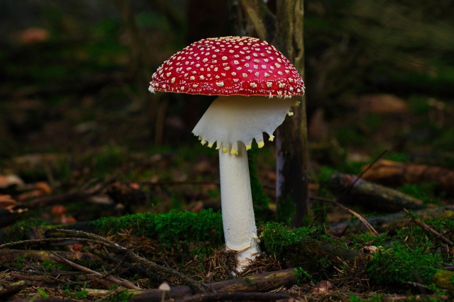 Amanita muscaria тян