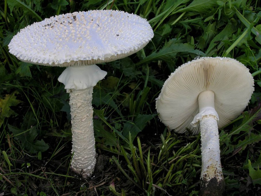 Красный гриб с красными пятнами