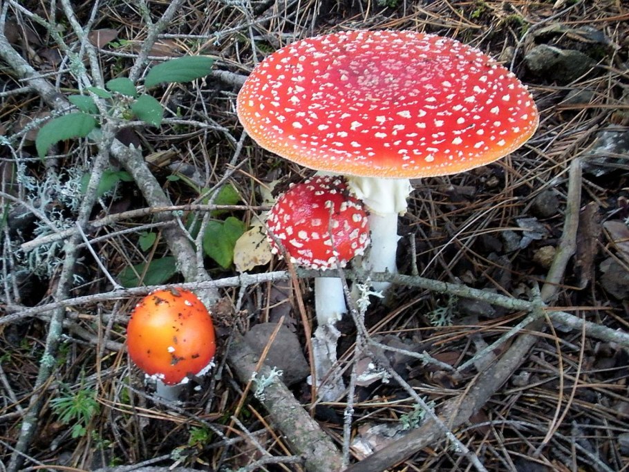 Красивые поганки