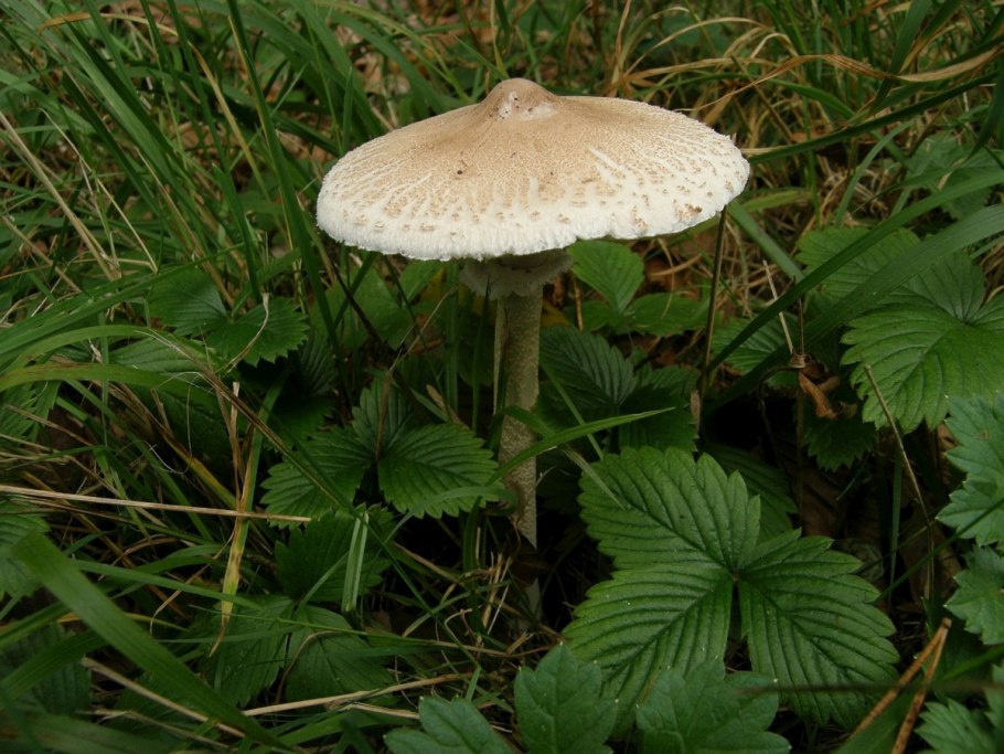 Гриб-зонтик сосцевидный