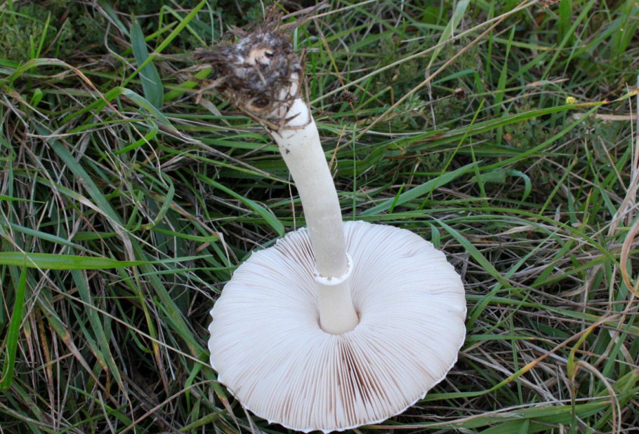 Macrolepiota excoriata