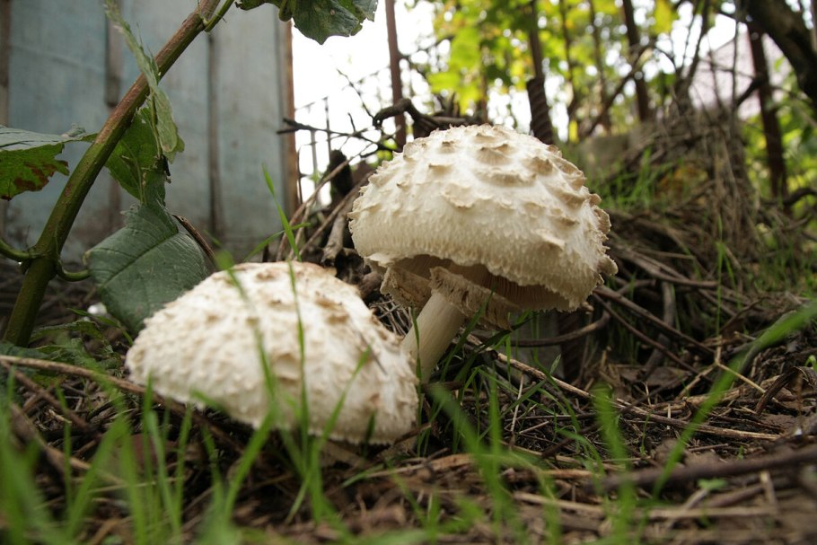 Гриб-зонтик девичий (Macrolepiota puellaris)
