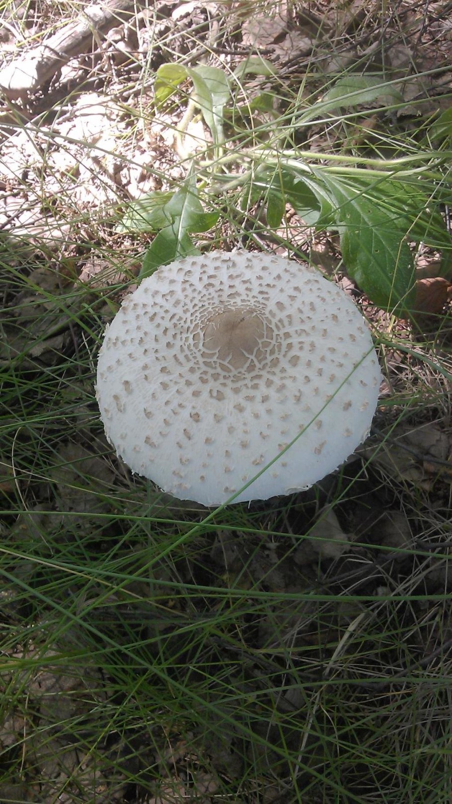 Мухомор Виттадини