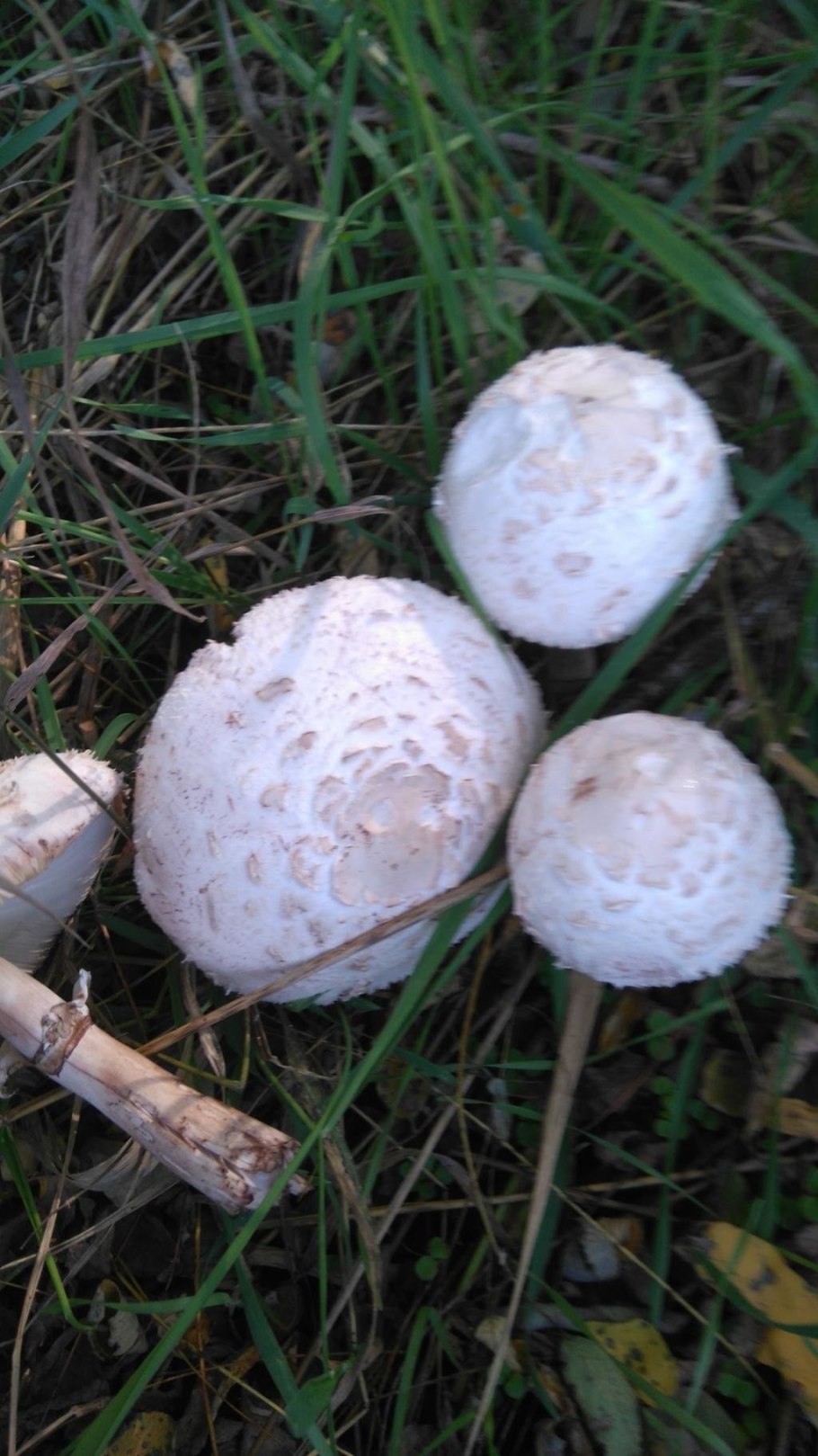 Гриб зонтик белый макролепиота