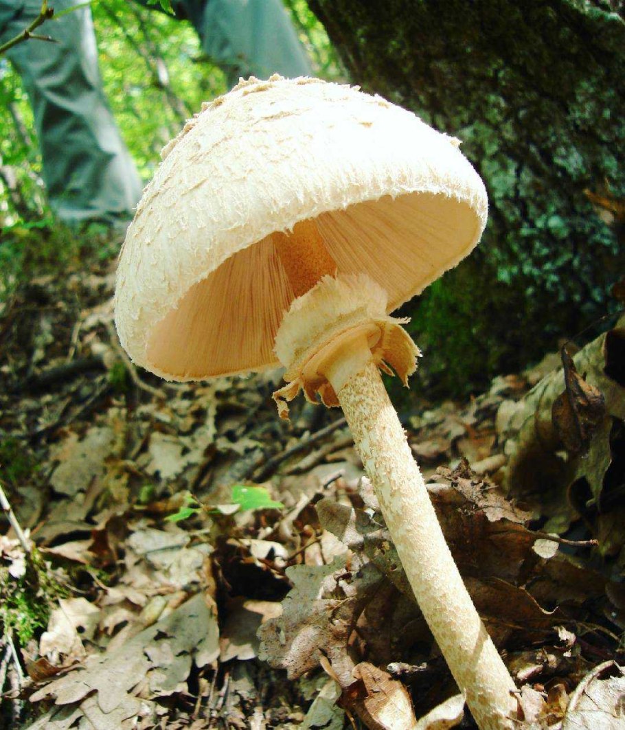 Гриб зонтик ложный