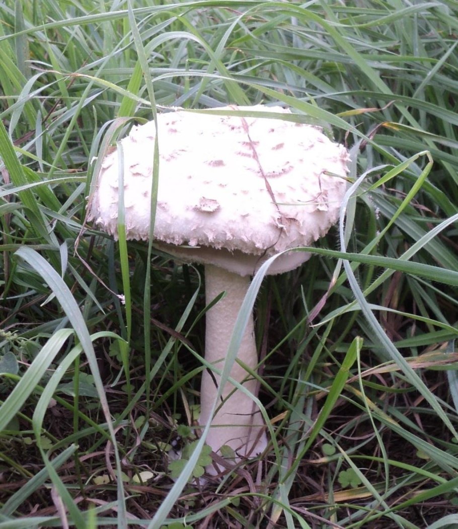 Лепиота острочешуйчатая